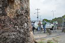Pudo m&aacute;s la inconsciencia: autoridades ambientales tendr&aacute;n que talar octogenaria Ceiba Pentandra