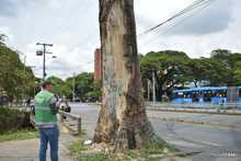 Pudo m&aacute;s la inconsciencia: autoridades ambientales tendr&aacute;n que talar octogenaria Ceiba Pentandra
