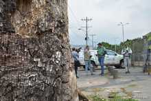 Pudo m&aacute;s la inconsciencia: autoridades ambientales tendr&aacute;n que talar octogenaria Ceiba Pentandra