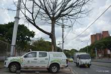 Pudo m&aacute;s la inconsciencia: autoridades ambientales tendr&aacute;n que talar octogenaria Ceiba Pentandra