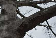 Pudo m&aacute;s la inconsciencia: autoridades ambientales tendr&aacute;n que talar octogenaria Ceiba Pentandra