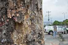 Pudo m&aacute;s la inconsciencia: autoridades ambientales tendr&aacute;n que talar octogenaria Ceiba Pentandra