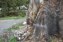 Pudo m&aacute;s la inconsciencia: autoridades ambientales tendr&aacute;n que talar octogenaria Ceiba Pentandra