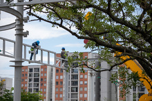 Marquesinas engalanan el Parque Pac&iacute;fico