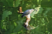 Cali es pionera en Colombia con el Servicio Militar Ambiental