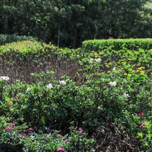 &ldquo;Los Parques para la Vida son un culto a la cultura y naturaleza&rdquo;: alcalde (e), Jimmy Dranguet