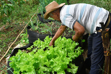 Comedores se orientan hacia la autosostenibilidad a trav&eacute;s de las huertas comunitarias