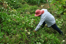 Comedores se orientan hacia la autosostenibilidad a trav&eacute;s de las huertas comunitarias