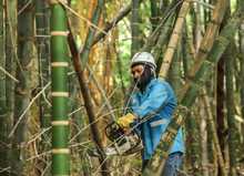 Dagma interviene guaduales de Cali