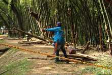 Dagma interviene guaduales de Cali