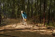 Dagma interviene guaduales de Cali