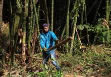 Dagma interviene guaduales de Cali