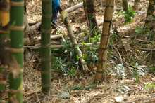 Dagma interviene guaduales de Cali