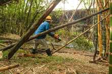 Dagma interviene guaduales de Cali