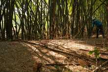 Dagma interviene guaduales de Cali