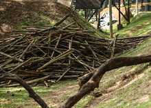 Dagma interviene guaduales de Cali