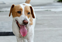 Animales rescatados del maltrato y abandono buscan un segundo hogar