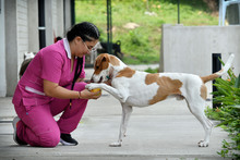 Animales rescatados del maltrato y abandono buscan un segundo hogar