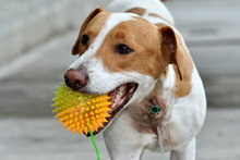 Animales rescatados del maltrato y abandono buscan un segundo hogar