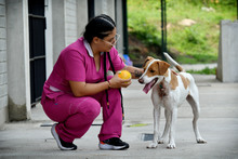 Animales rescatados del maltrato y abandono buscan un segundo hogar