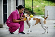 Animales rescatados del maltrato y abandono buscan un segundo hogar
