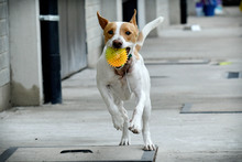 Animales rescatados del maltrato y abandono buscan un segundo hogar