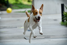 Animales rescatados del maltrato y abandono buscan un segundo hogar