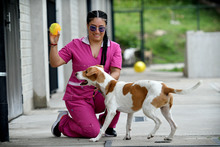 Animales rescatados del maltrato y abandono buscan un segundo hogar