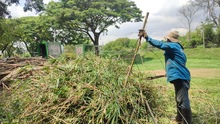 Dagma realiz&oacute; mantenimiento arb&oacute;reo en jornada de prevenci&oacute;n contra el dengue 