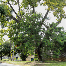 La leucaena es declarada como especie ex&oacute;tica invasora 