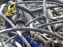 Ganadores del &lsquo;Aut&eacute;ntico Sabor Cale&ntilde;o&rsquo; exploran la faena de piangua en Tumaco