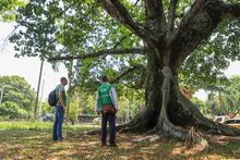 Gamau, un aliado en la protecci&oacute;n del arbolado cale&ntilde;o
