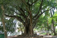 Gamau, un aliado en la protecci&oacute;n del arbolado cale&ntilde;o