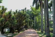 Gamau, un aliado en la protecci&oacute;n del arbolado cale&ntilde;o