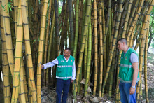 Gamau, un aliado en la protecci&oacute;n del arbolado cale&ntilde;o