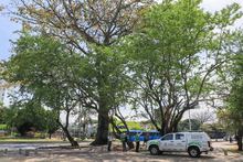 Gamau, un aliado en la protecci&oacute;n del arbolado cale&ntilde;o