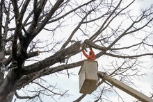Dos d&iacute;as tardar&aacute; la tala de ceiba en la calle quinta