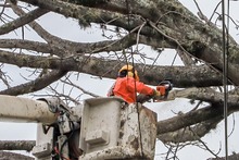 Dos d&iacute;as tardar&aacute; la tala de ceiba en la calle quinta