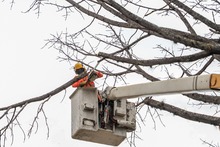 Dos d&iacute;as tardar&aacute; la tala de ceiba en la calle quinta