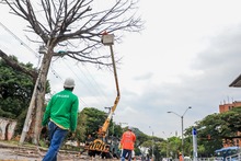 Dos d&iacute;as tardar&aacute; la tala de ceiba en la calle quinta