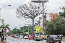 Dos d&iacute;as tardar&aacute; la tala de ceiba en la calle quinta