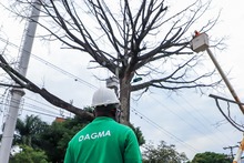 Dos d&iacute;as tardar&aacute; la tala de ceiba en la calle quinta