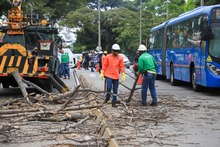 Dos d&iacute;as tardar&aacute; la tala de ceiba en la calle quinta