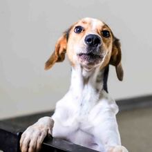 Pandora est&aacute; lista para ser amada y protegida en un nuevo hoga