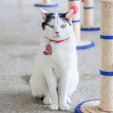 Pandora est&aacute; lista para ser amada y protegida en un nuevo hogar