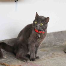 Pandora est&aacute; lista para ser amada y protegida en un nuevo hogar