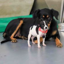 Pandora est&aacute; lista para ser amada y protegida en un nuevo hogar