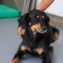 Pandora est&aacute; lista para ser amada y protegida en un nuevo hogar