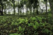 La Unidad de Bienes y Servicios celebra el cierre del cuatrienio con la entrega de 705.000 m2 de zonas verdes