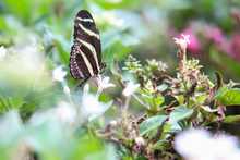 Parque Ambiental &lsquo;Coraz&oacute;n de Pance&rsquo; fue bautizado en un ritual de tributo al agua y la biodiversidad